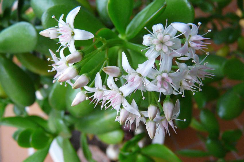 Fleurs de crassula portulacea