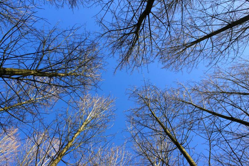 La cime des arbres
