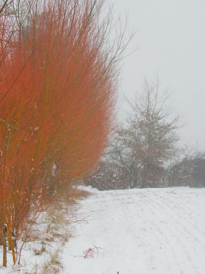 Rouge et blanc