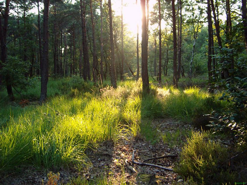 Fond d'écran Nature