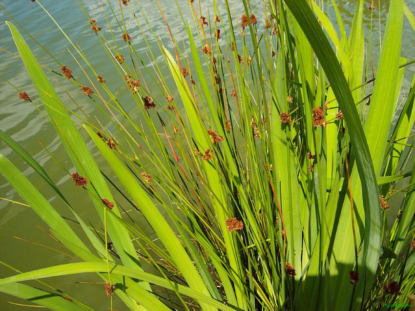 Herbes