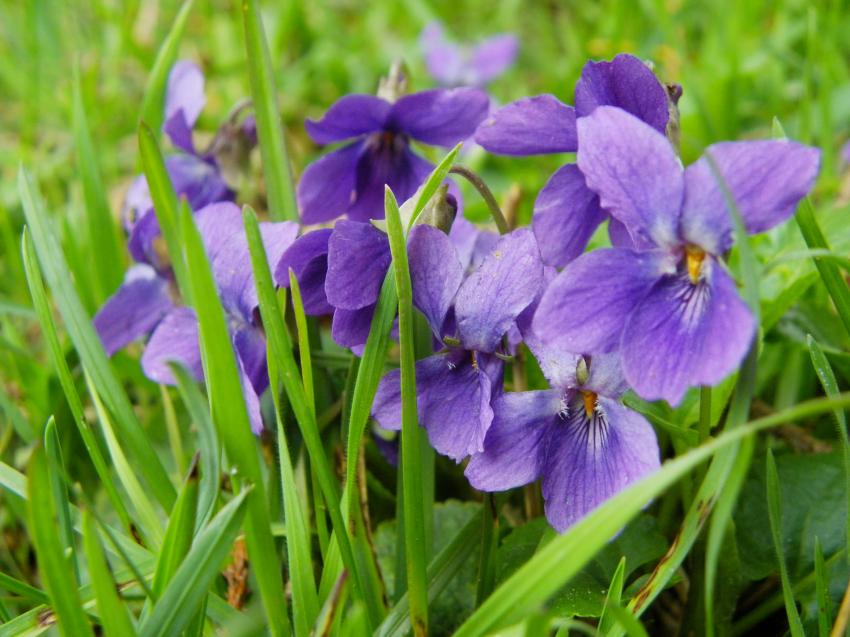 Violettes(nature,sirop ou bonbons...)