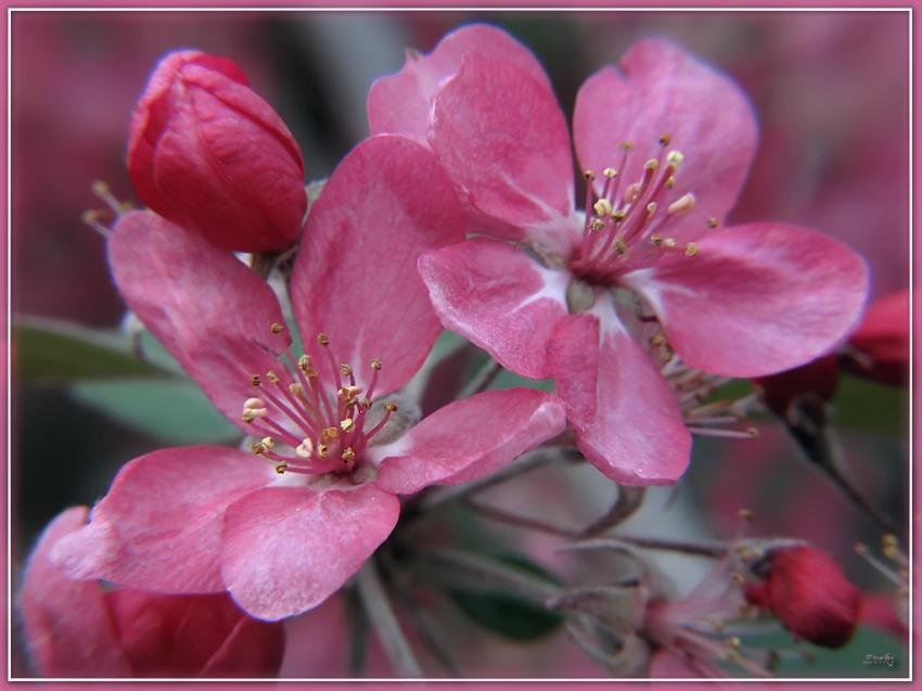 Arbre fleurs 12410