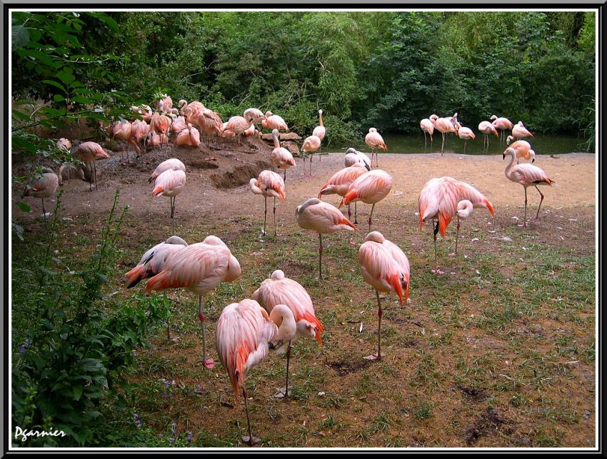 Les flamants rose.