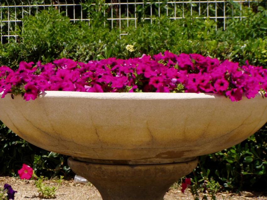 fleurs