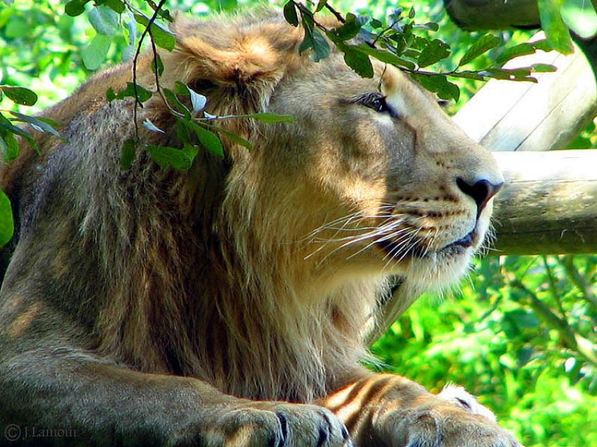 Portraits de Lions...