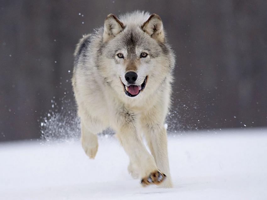 clair dans le blanc