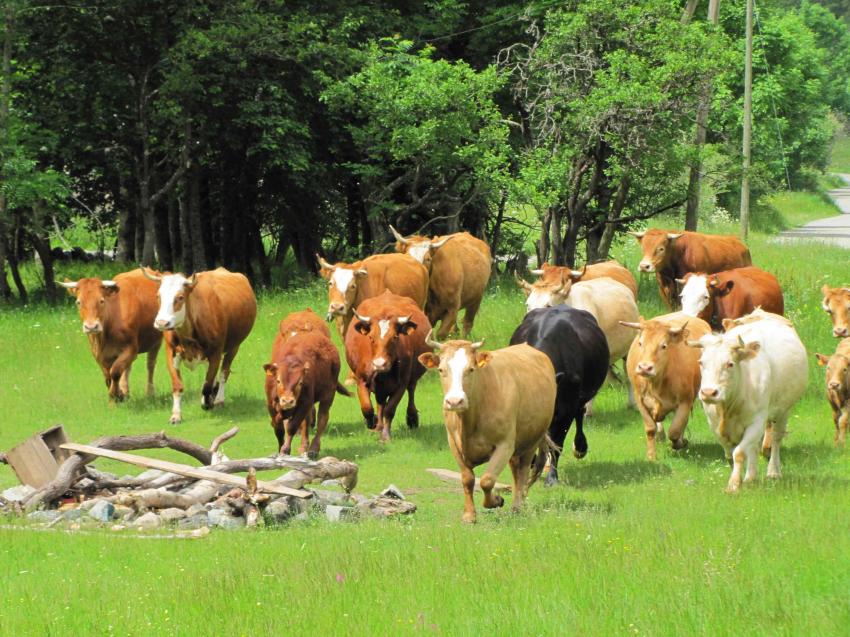 vaches multicolores