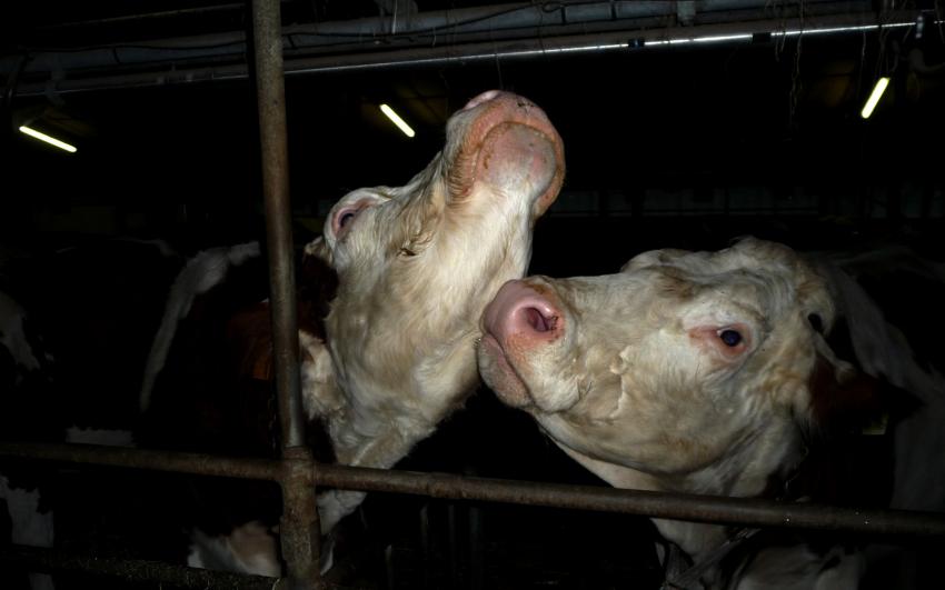 Vaches