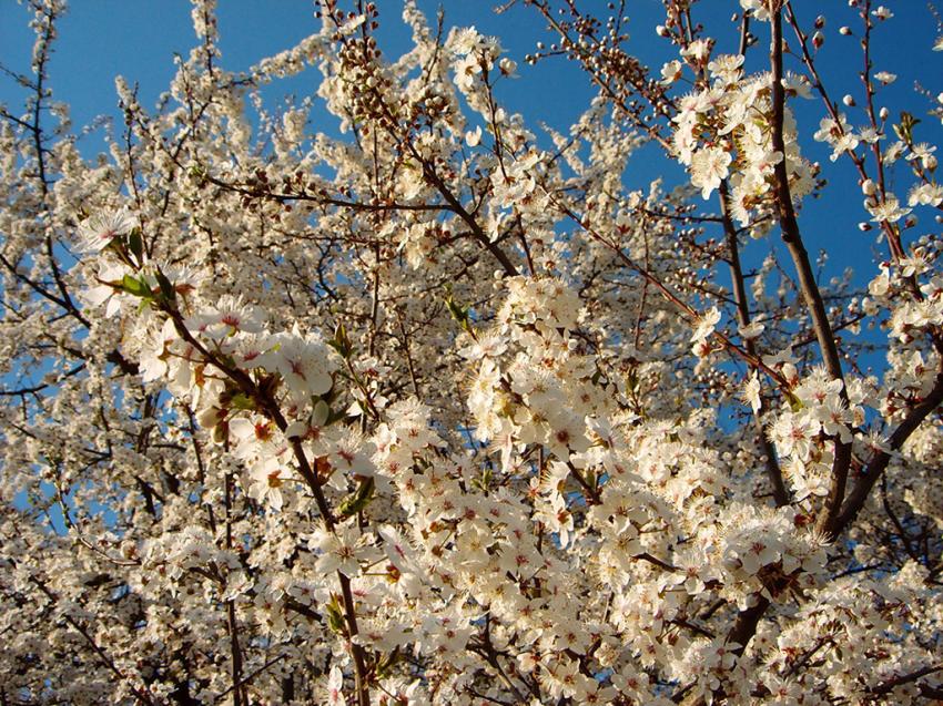 Fond d'cran Nature 