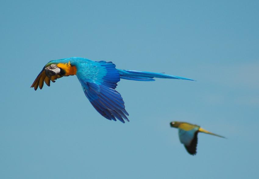 spectacle des oiseaux en vol de villars les dombes