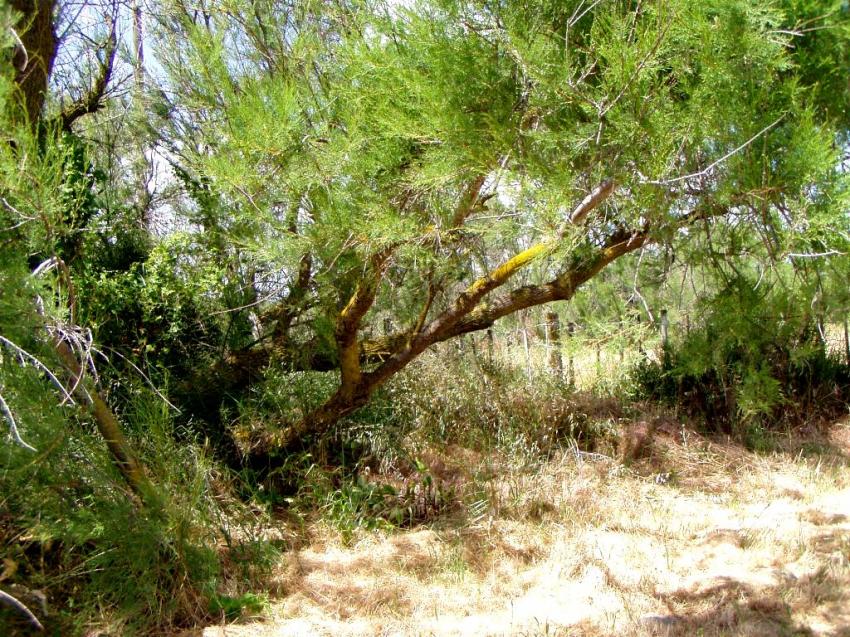 arbre
