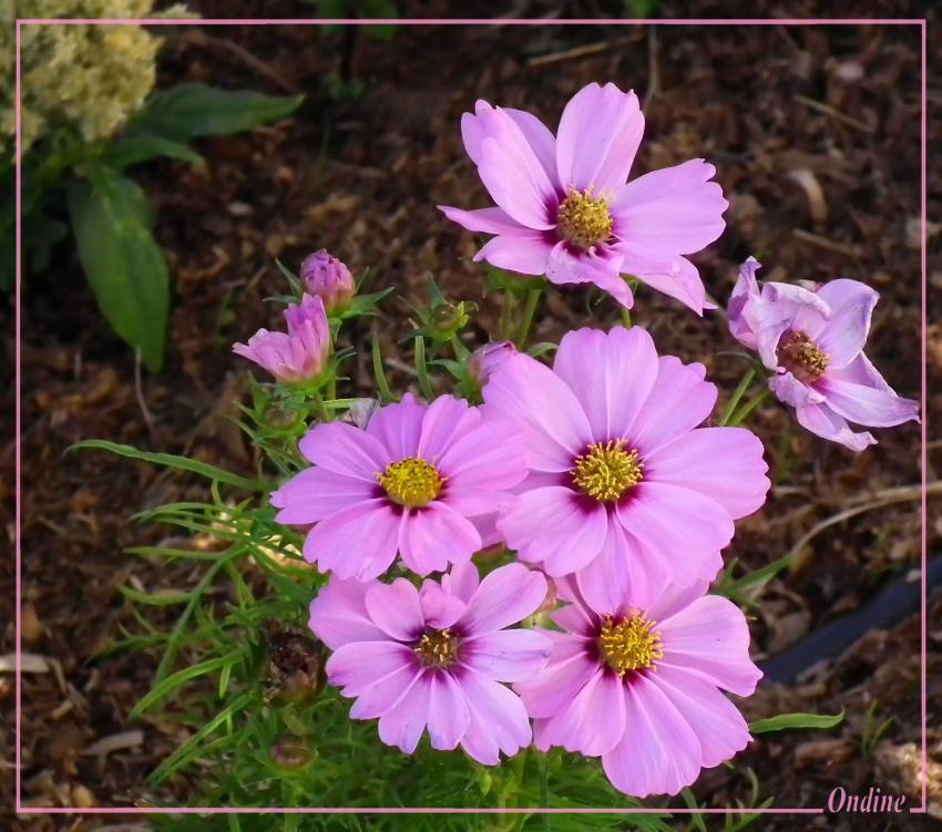 Fleurs de l'Espace...