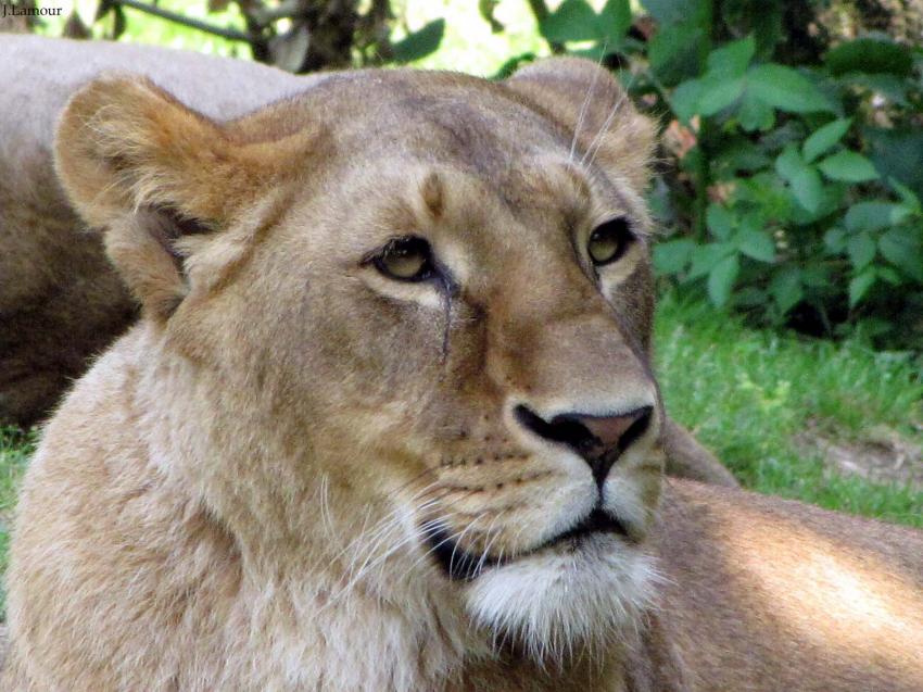 Portraits de Lions...