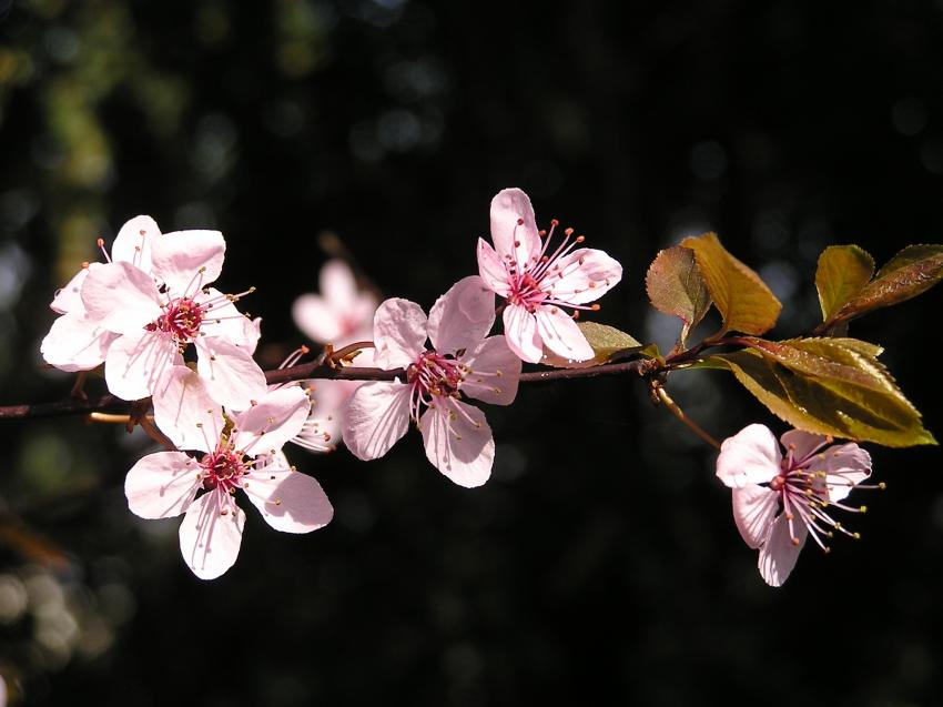 Fleurs