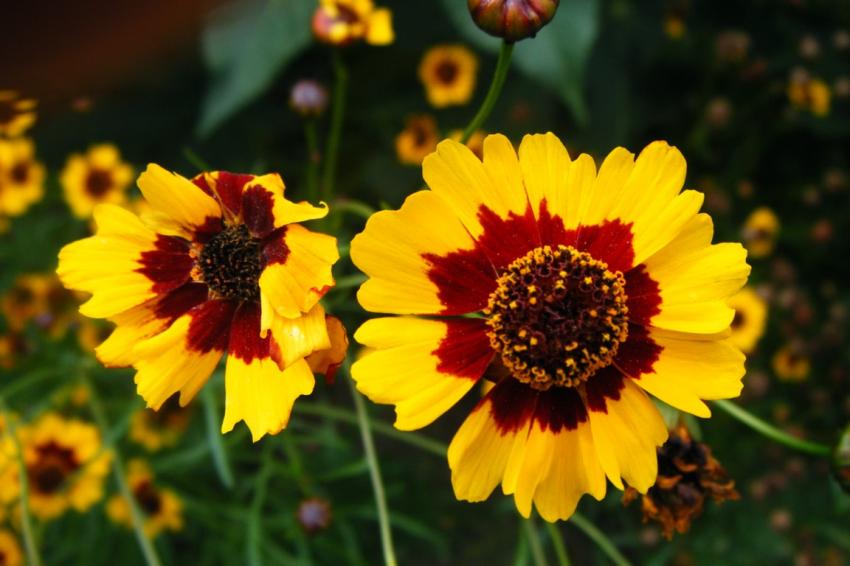 Les fleurs