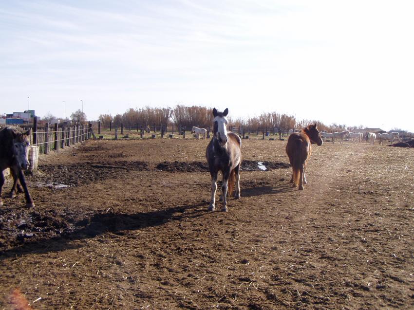 chevaux