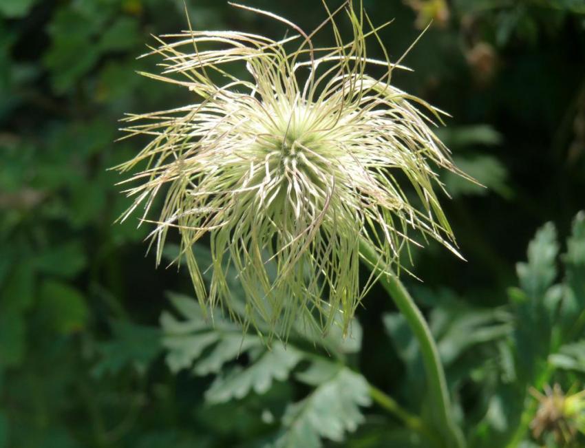 fleur inconnue