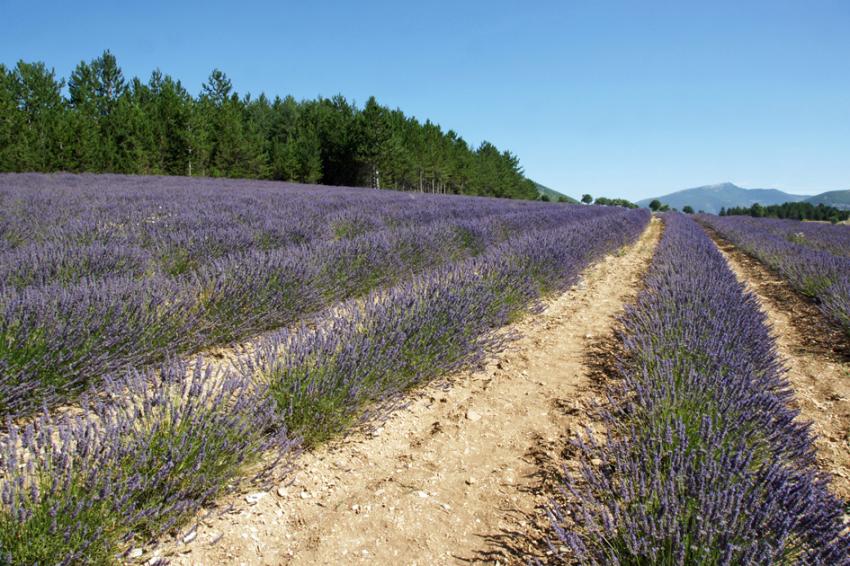 Couleur Lavande