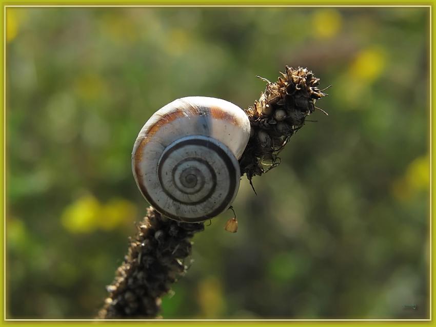 Escargot 2009