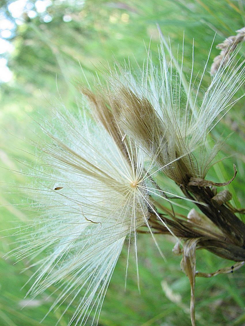 Steheline douteuse