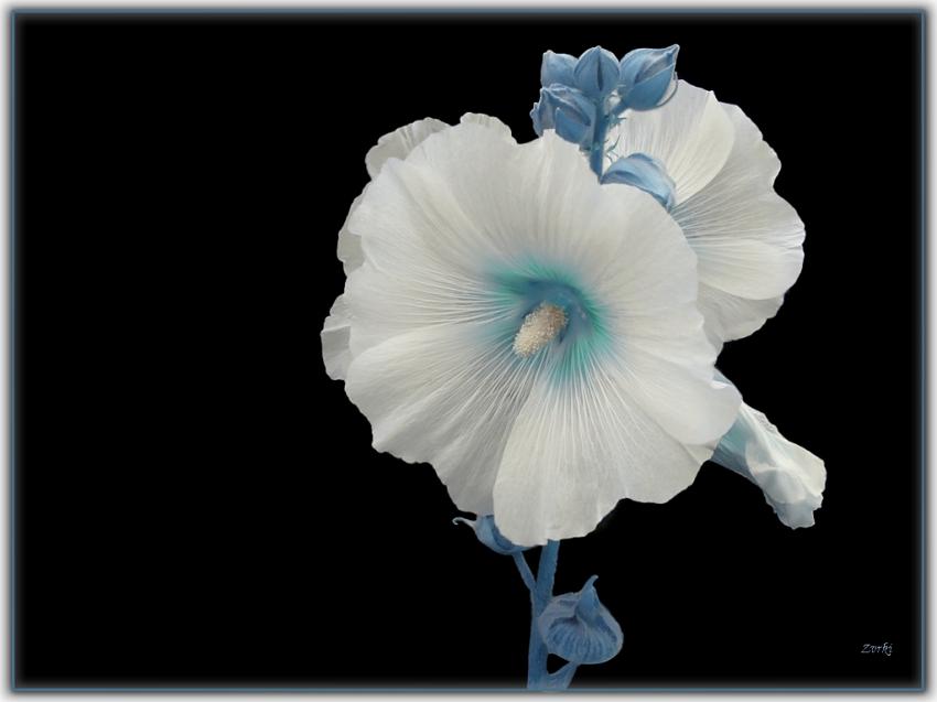 Hibiscus 2009