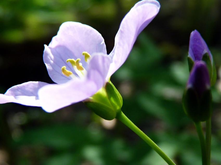 Petite violette