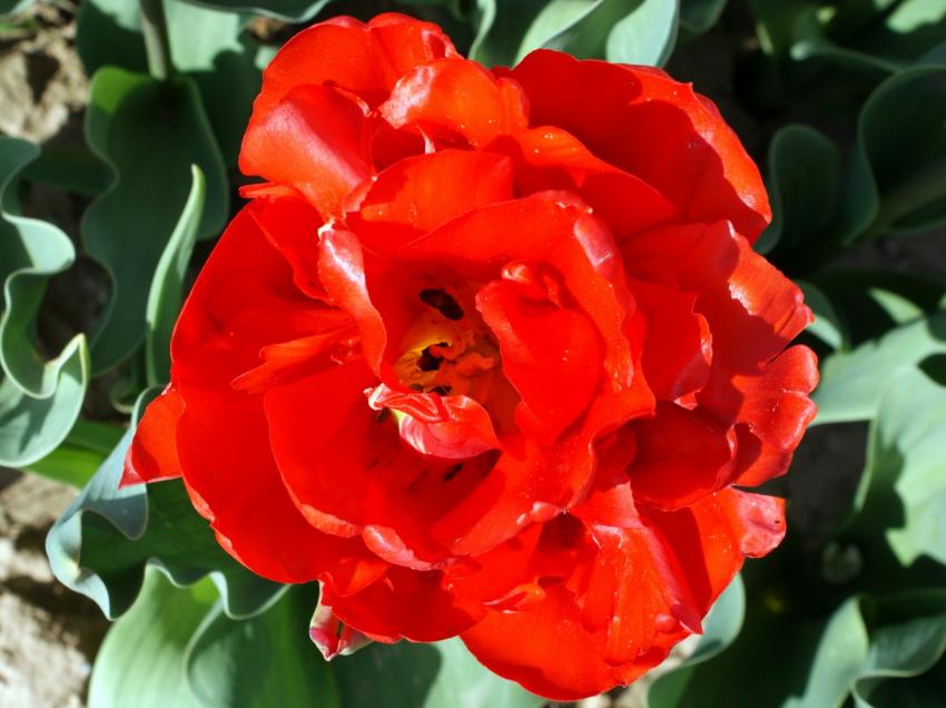 Rouge passion !