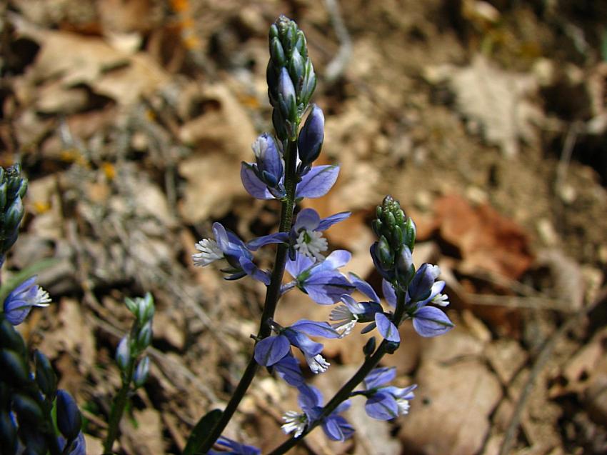polygala calcara