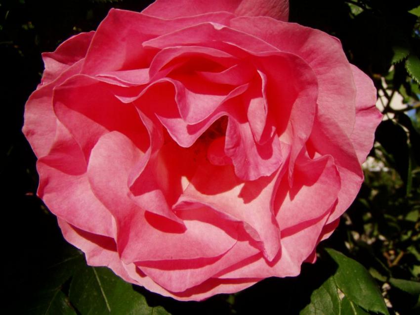 ma rose
