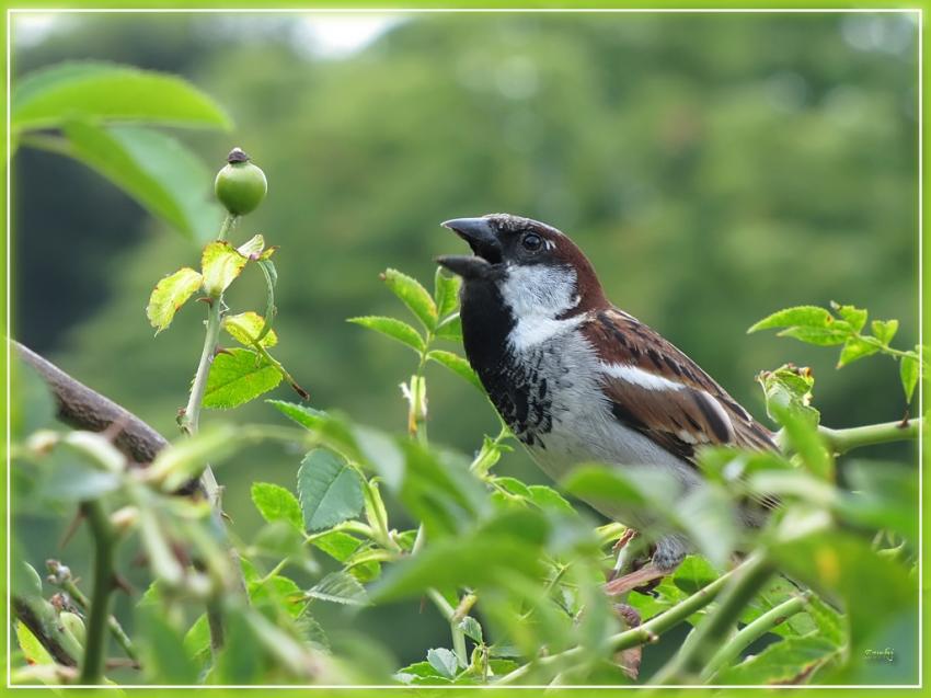 Moineau 14710