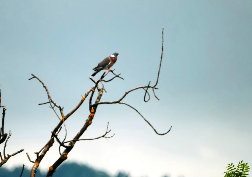 Rapace inconnu ?