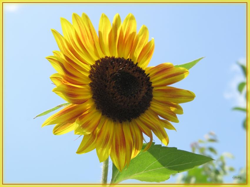 Tournesols 28710