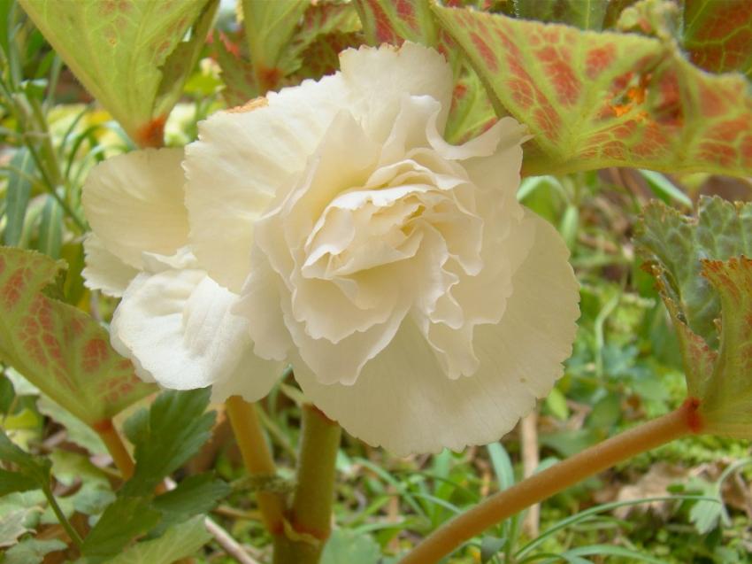 fleeur de begonia geant