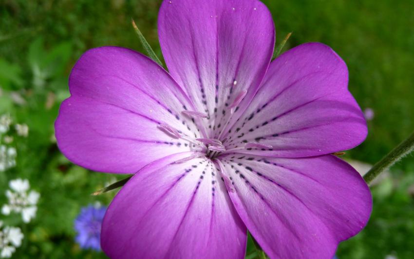 Fleur