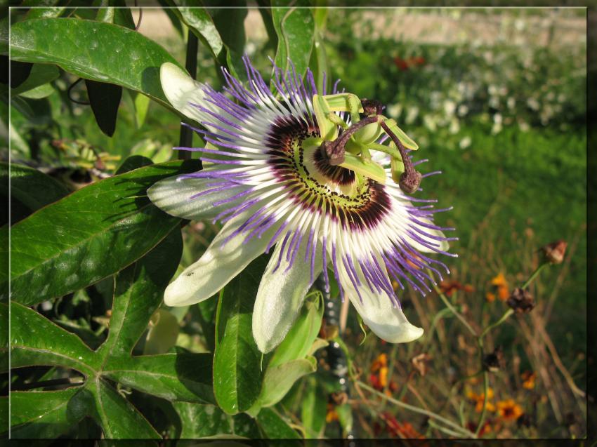 Jardin des plantes 
