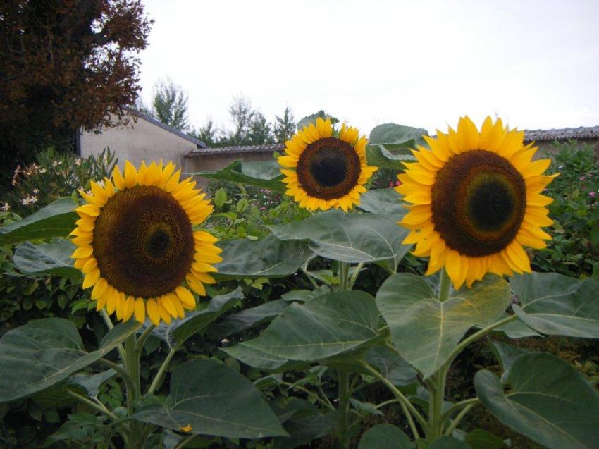 Fleurs