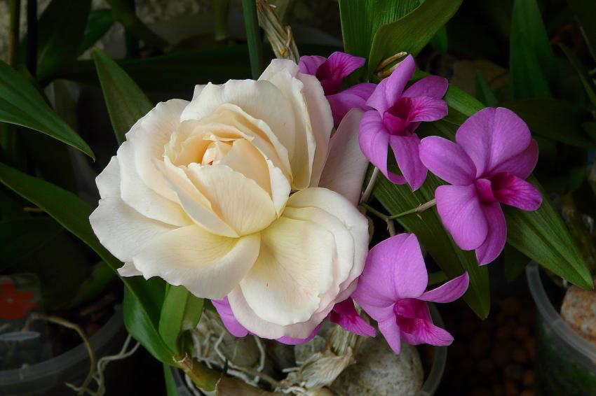 Deux jolies soeurs : Rose et Orchide
