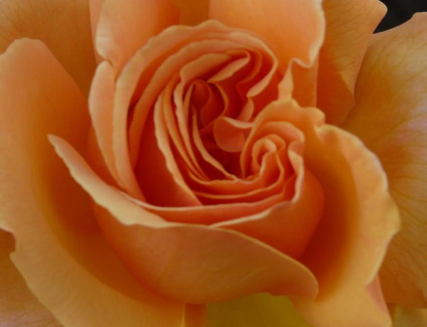 rose de mon jardin