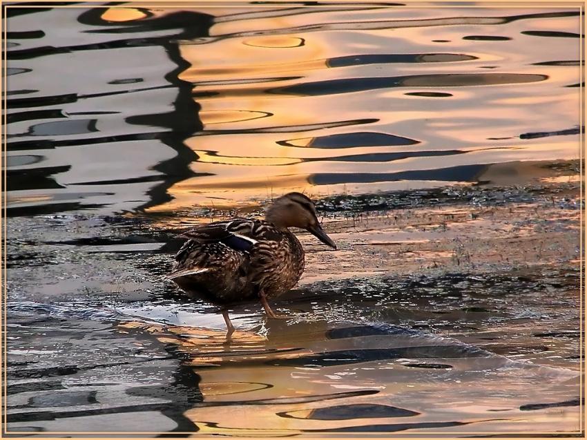 Canard 2008 2
