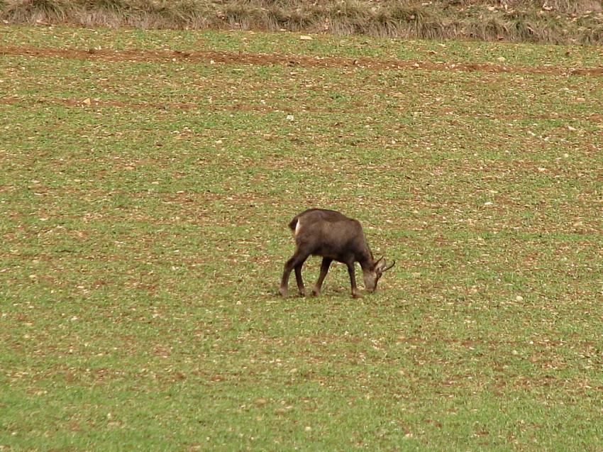 Chamois