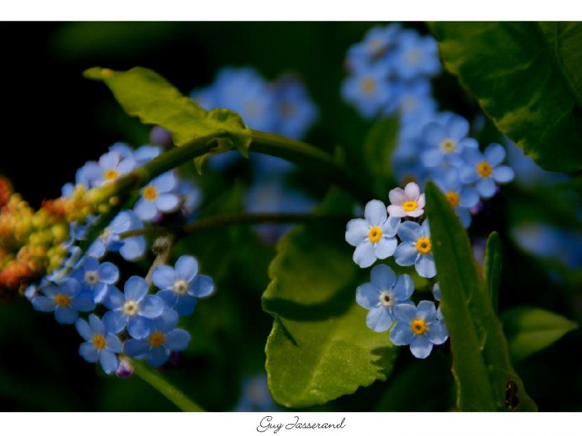 Myosotis