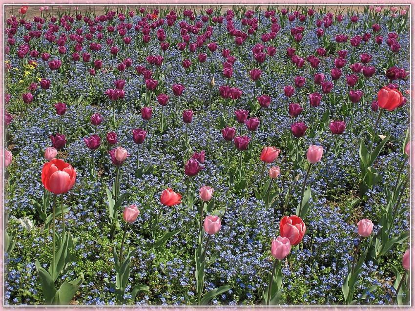 Tulipes 3