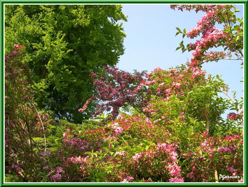 Freurs de printemps.