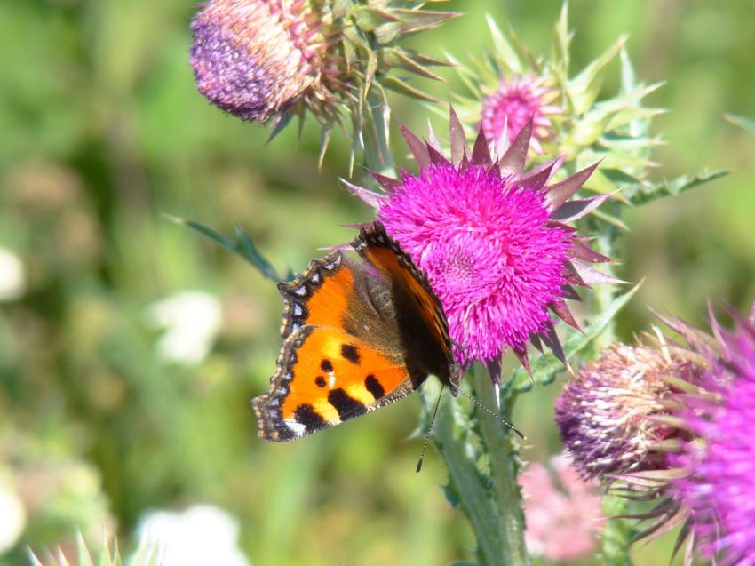 papillon sur fleur de chardon