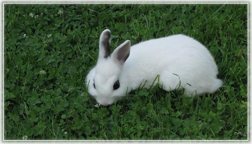 Lapin 14710 2