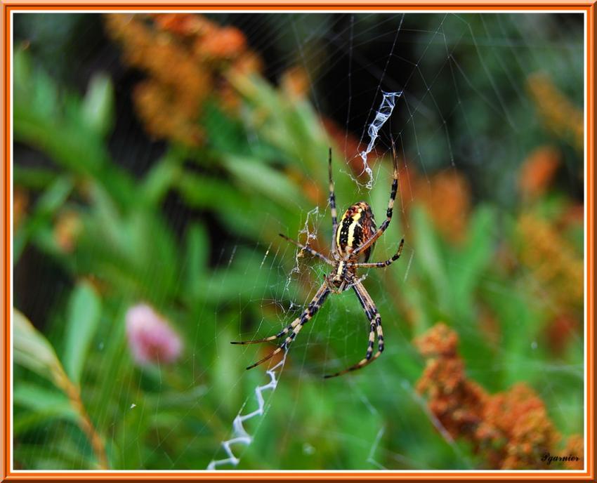 une petite araigne