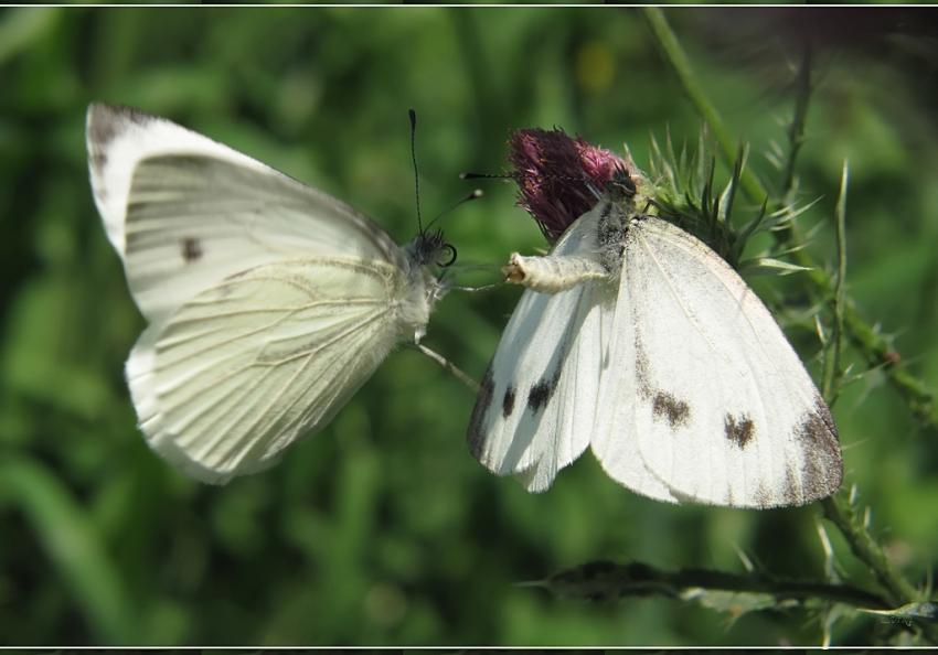 Papillons