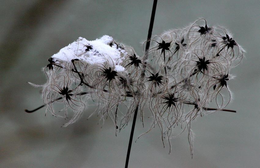 Quelques flocons