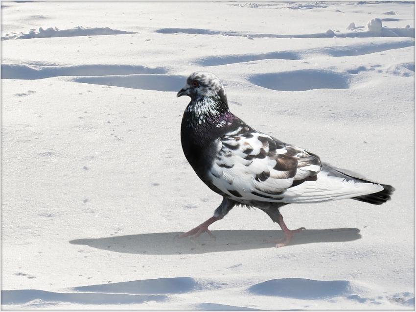 Pigeon 25110